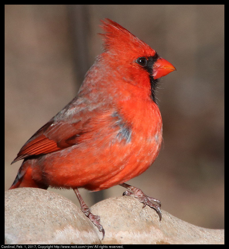 2017feb01_cardinal_IMG_0933.jpg