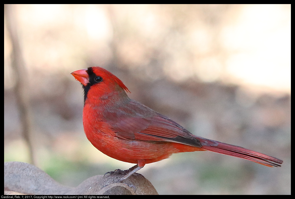 2017feb07_cardinal_IMG_1021.jpg