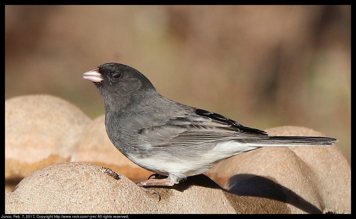 2017feb07_junco_IMG_1050.jpg