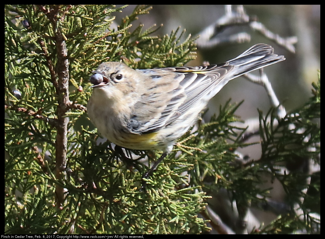 2017feb08_finch_IMG_1058.jpg