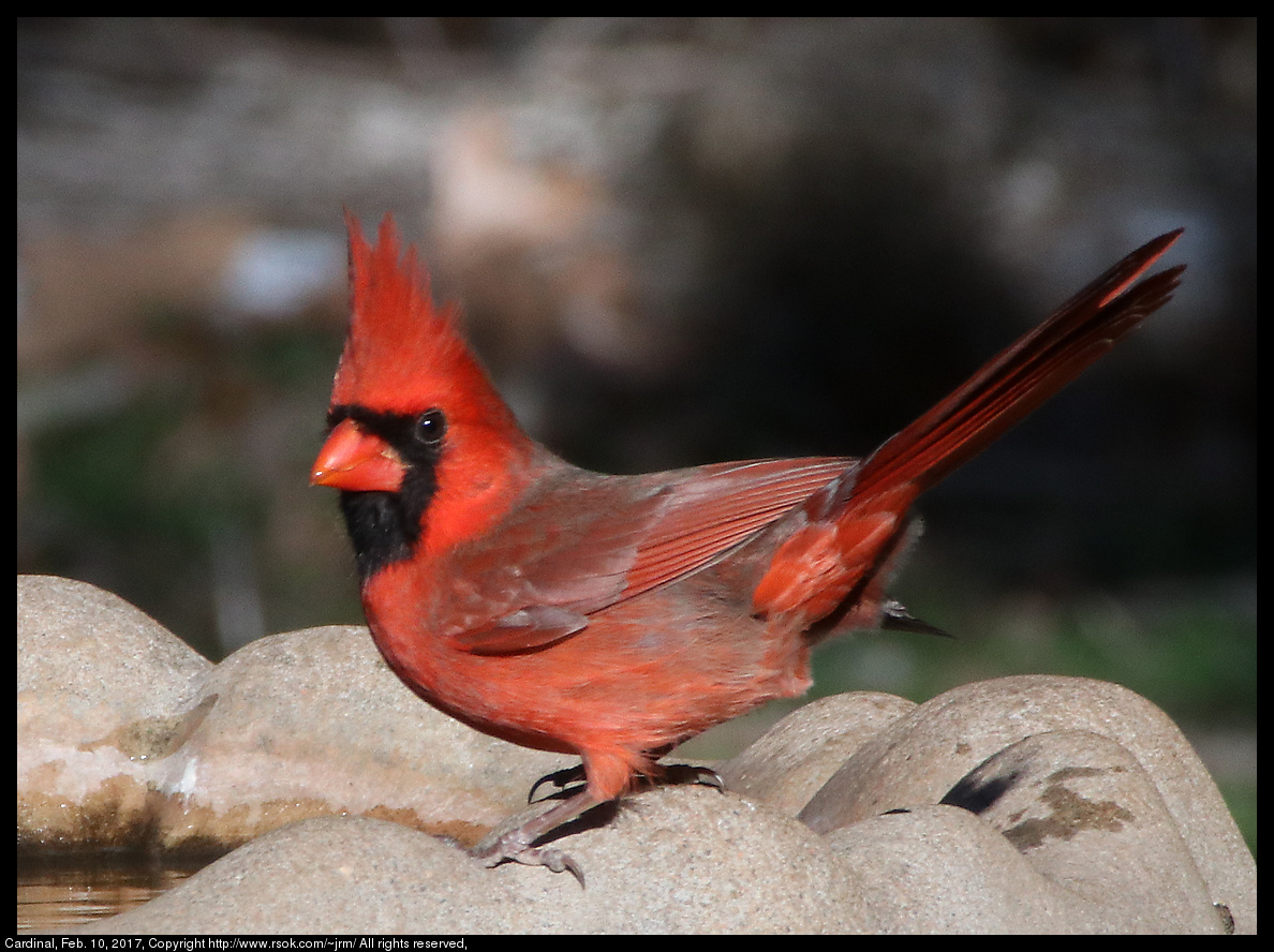 2017feb10_cardinal_IMG_1145.jpg