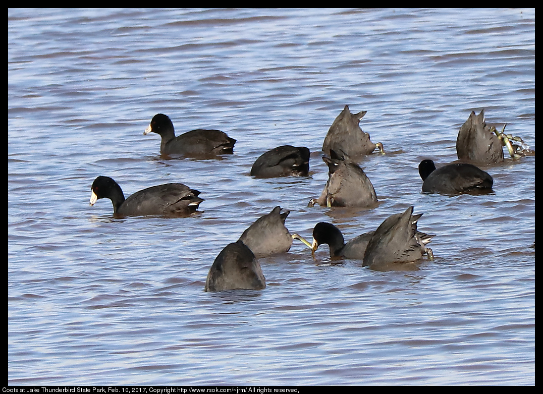 2017feb10_coots_IMG_1078.jpg