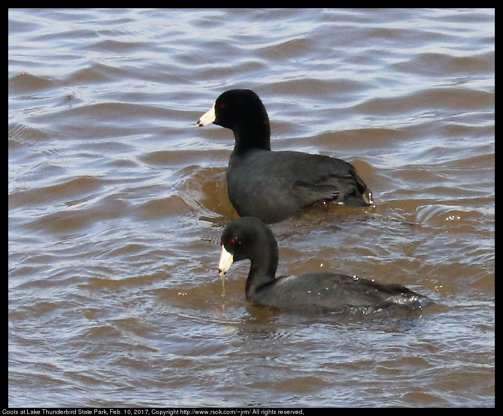 2017feb10_coots_IMG_1087.jpg