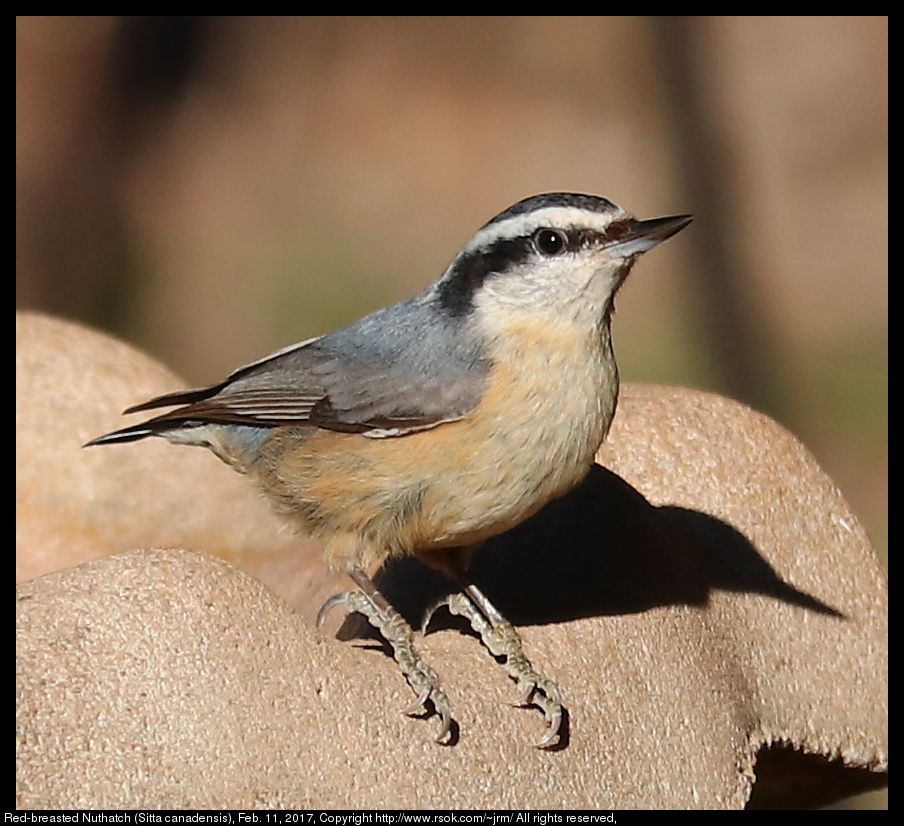 2017feb11_nuthatch_IMG_1165.jpg