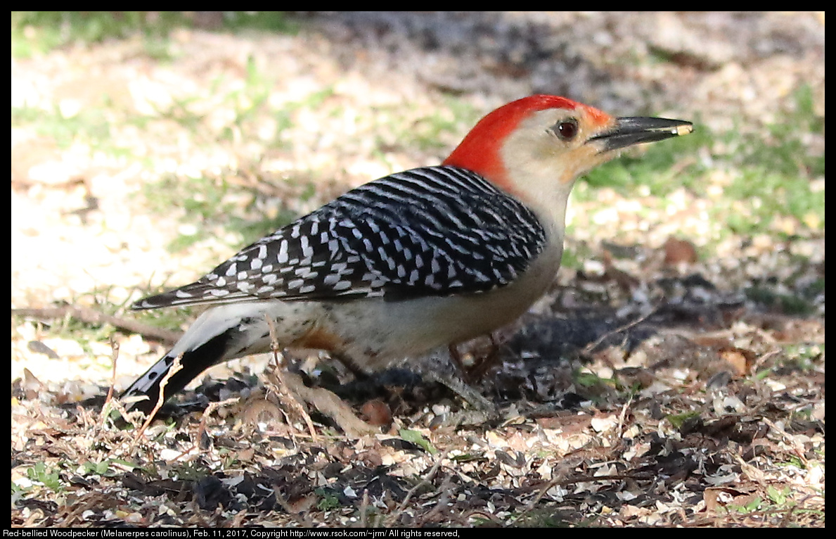 2017feb11_woodpecker_IMG_1161.jpg