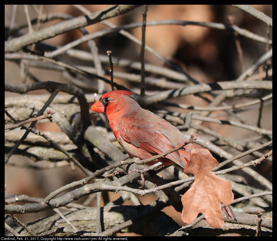 2017feb21_cardinal_IMG_1361.jpg