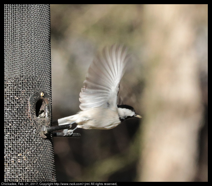 2017feb21_chickadee_IMG_1424.jpg