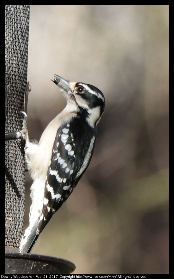 2017feb21_woodpecker_IMG_1364.jpg