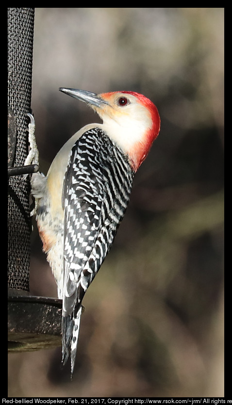 2017feb21_woodpecker_IMG_1385.jpg