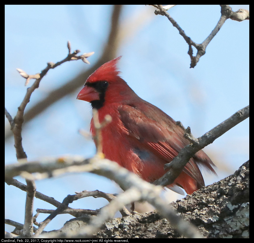 2017feb22_cardinal_IMG_1537.jpg