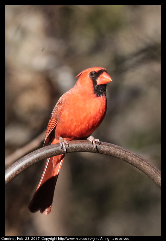 2017feb23_cardinal_IMG_1576.jpg