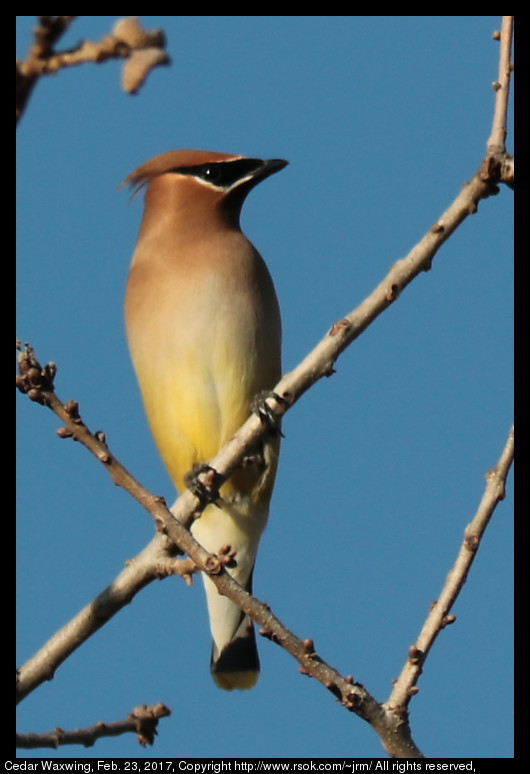 2017feb23_waxwing_IMG_1582.jpg