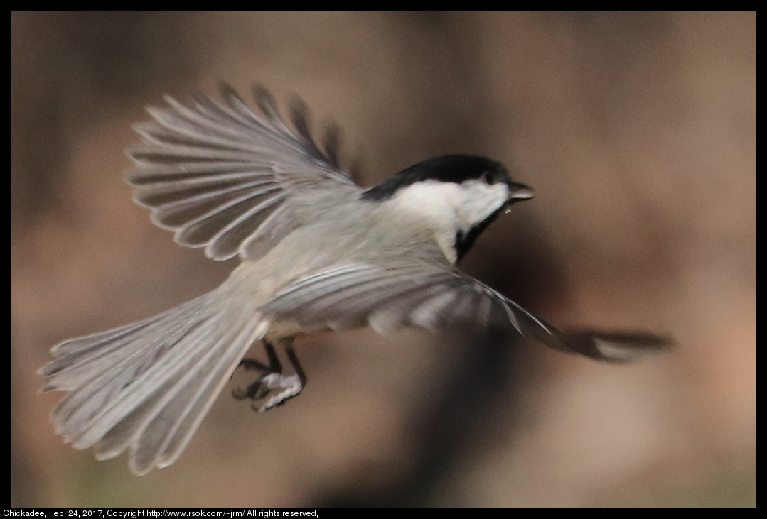 2017feb24_chickadee_IMG_1652.jpg