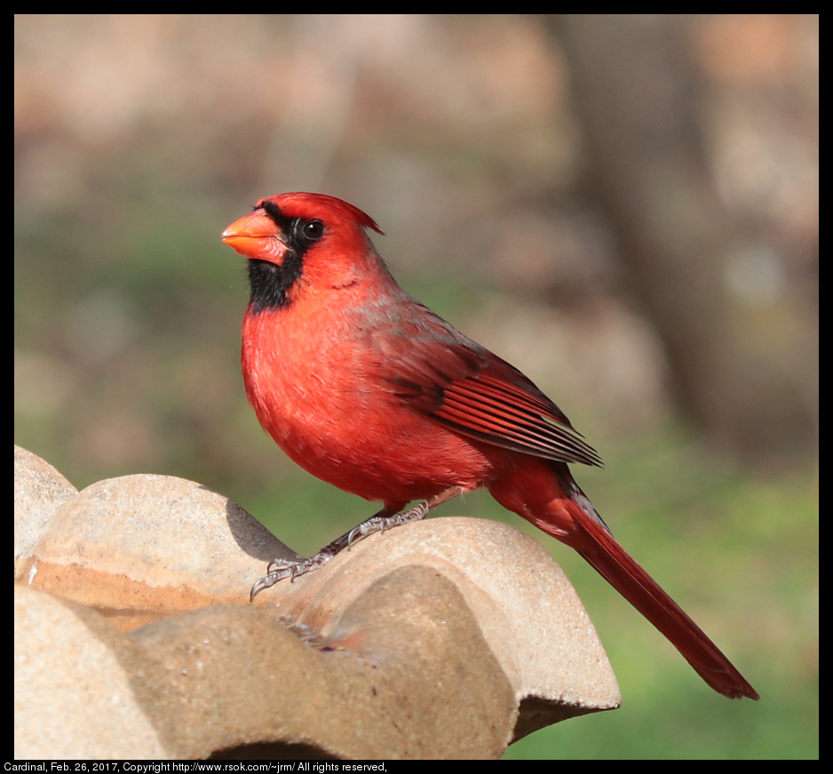 2017feb26_cardinal_IMG_1664.jpg