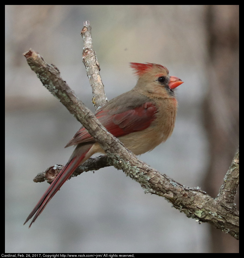 2017feb26_cardinal_IMG_1686.jpg