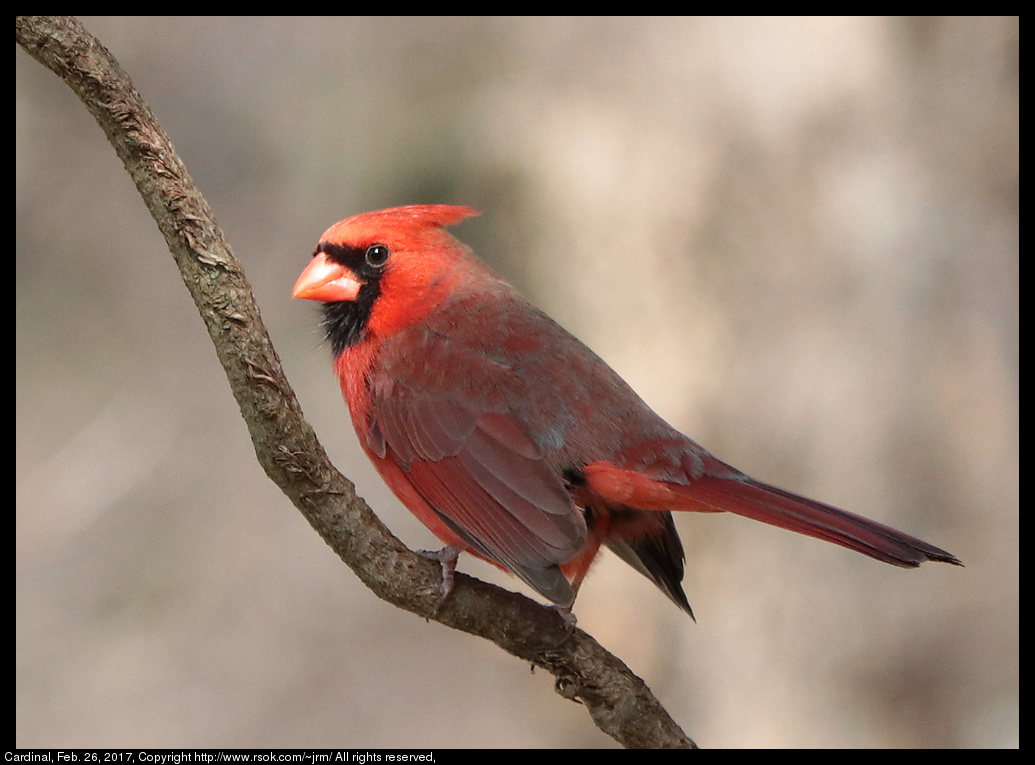 2017feb26_cardinal_IMG_1694.jpg