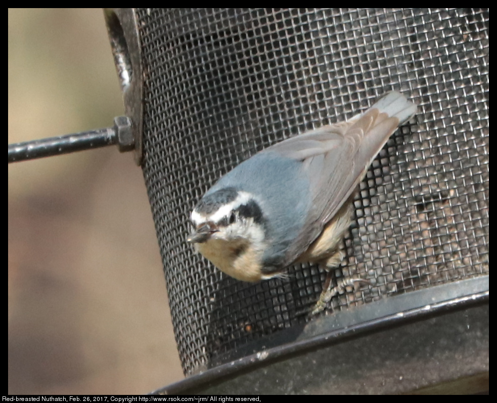 2017feb26_nuthatch_IMG_1696.jpg