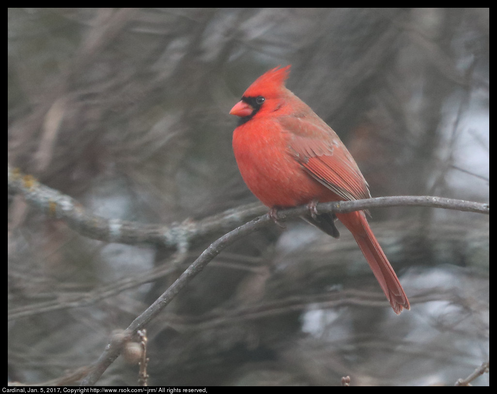 2017jan05_cardinal_IMG_0144.jpg