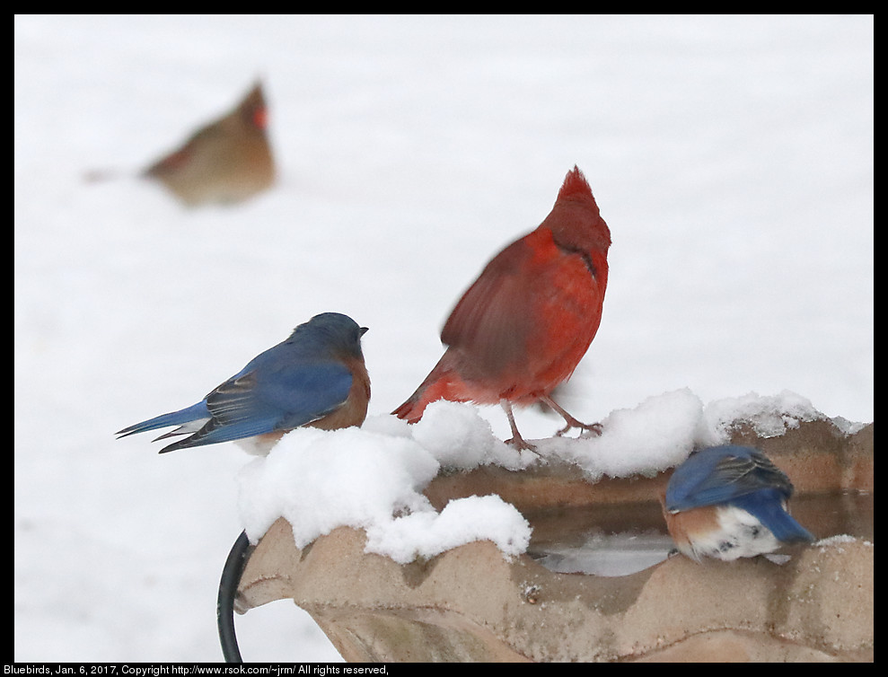 2017jan06_bluebirds_IMG_0183.jpg