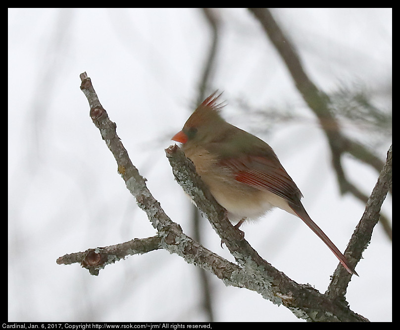 2017jan06_cardinal_IMG_0195.jpg