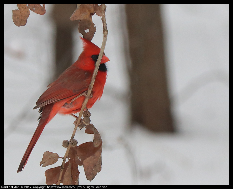 2017jan06_cardinal_IMG_0199.jpg