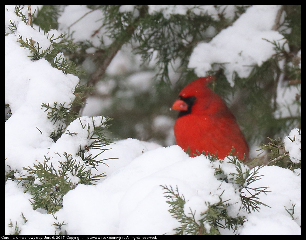 2017jan06_cardinal_IMG_0220.jpg