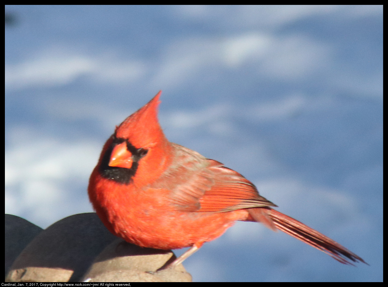 2017jan07_cardinal_IMG_0290.jpg