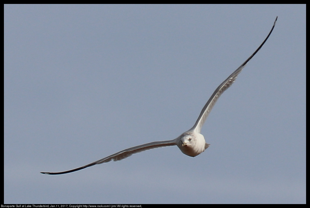 2017jan11_gull_IMG_0350.jpg