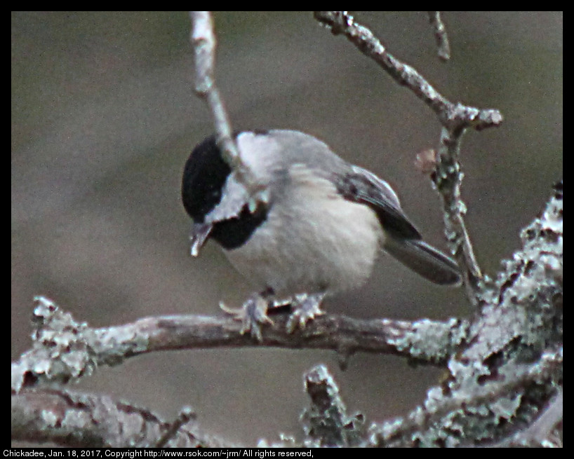 2017jan18_chickadee_IMG_6691.jpg