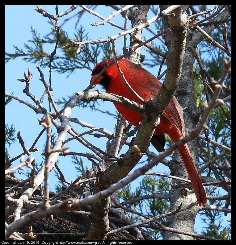 2017jan19_cardinal_IMG_0403.jpg