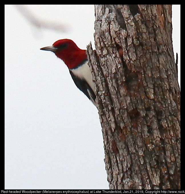 2017jan21_woodpecker_IMG_0466.jpg