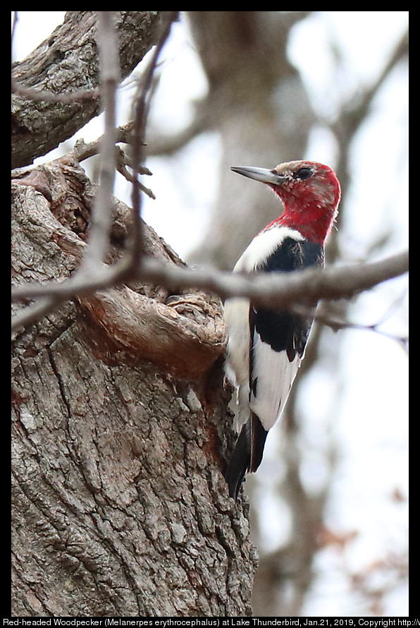 2017jan21_woodpecker_IMG_0481.jpg