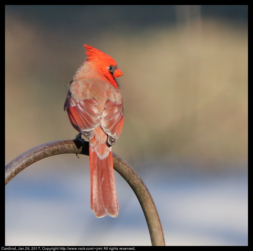 2017jan26_cardinal_IMG_0663.jpg