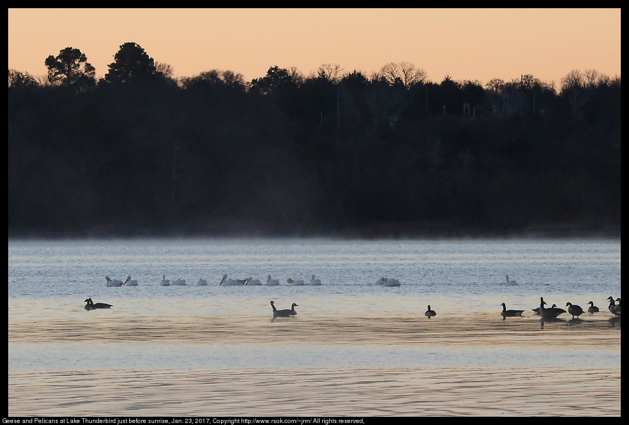 2017jan26_geese_IMG_0571.jpg