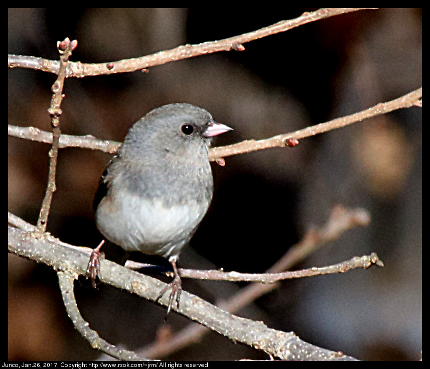 2017jan26_junco_IMG_0645.jpg