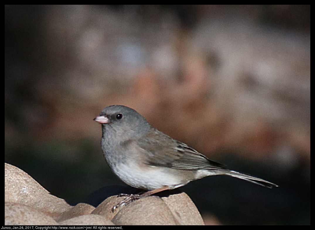 2017jan26_junco_IMG_0647.jpg