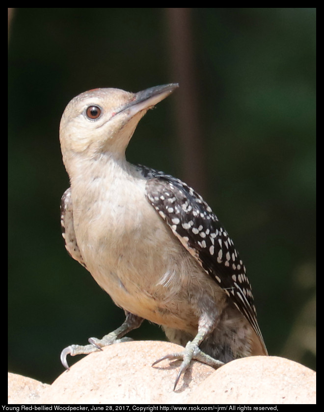 2017jun30_woodpecker_IMG_5327.jpg