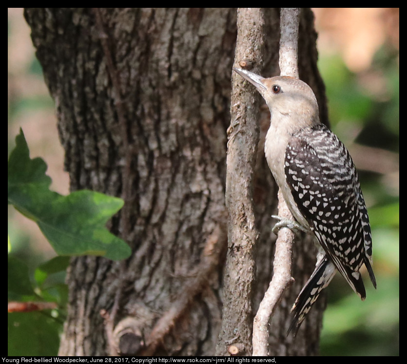 2017jun30_woodpecker_IMG_5333.jpg