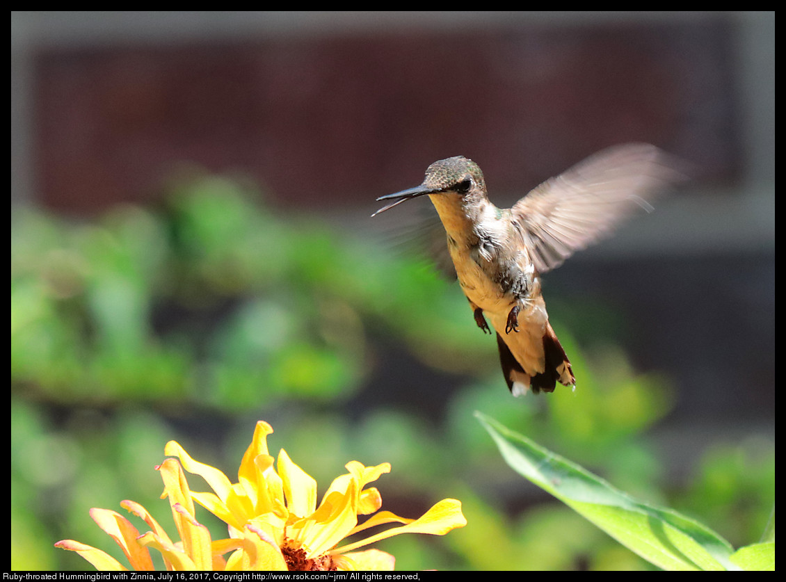2017jul16_hummingbird_IMG_5670.jpg