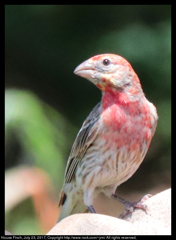 2017jul23_finch_IMG_5820.jpg