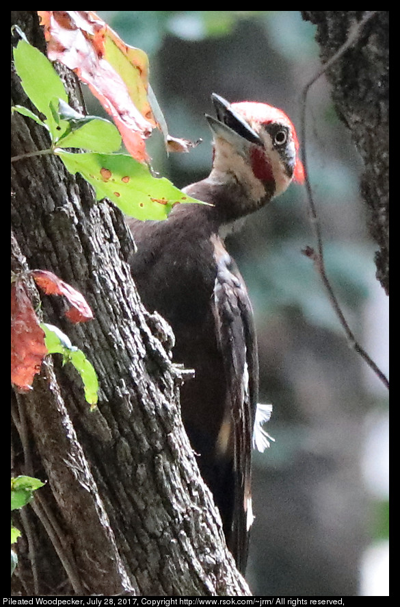 2017jul28_woodpecker_IMG_5882.jpg