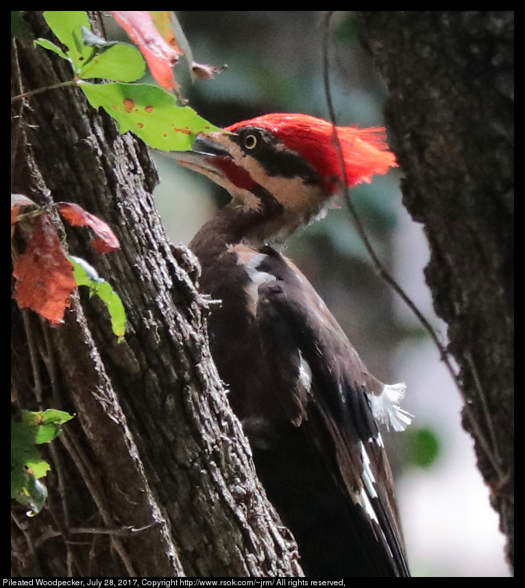 2017jul28_woodpecker_IMG_5886.jpg