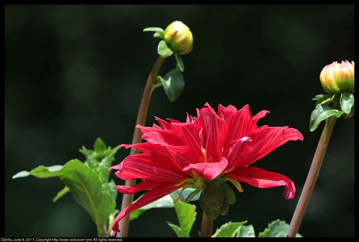 2017jun08_dahlia_IMG_4669.jpg