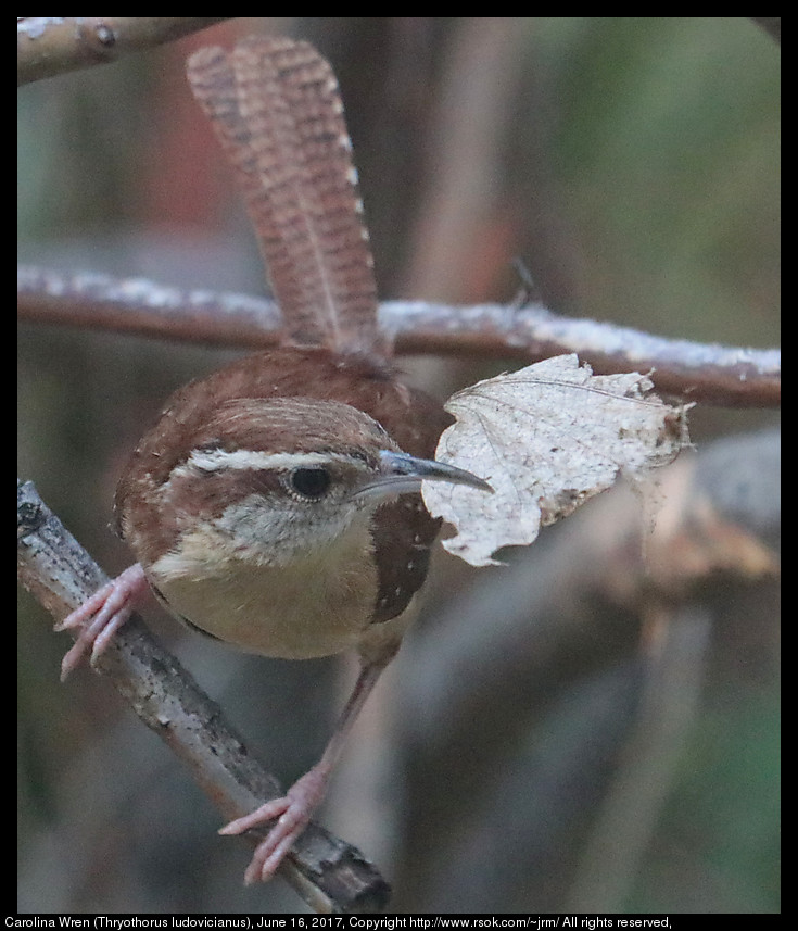 2017jun16_wren_IMG_4977.jpg