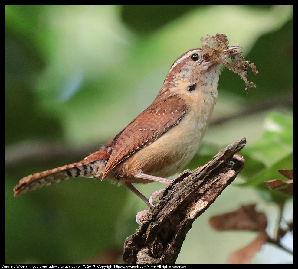 2017jun17_wren_IMG_4995.jpg