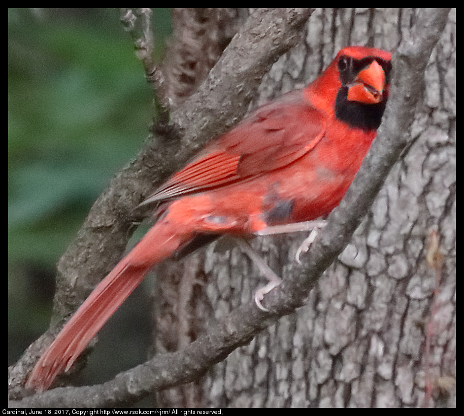 2017jun18_cardinal_IMG_5106c.jpg