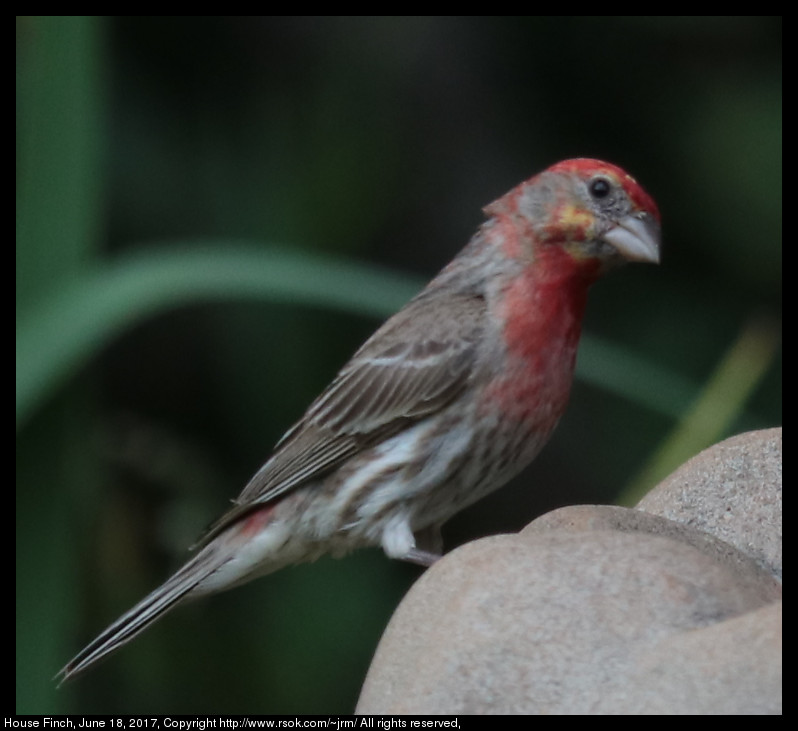 2017jun18_finch_IMG_5125.jpg