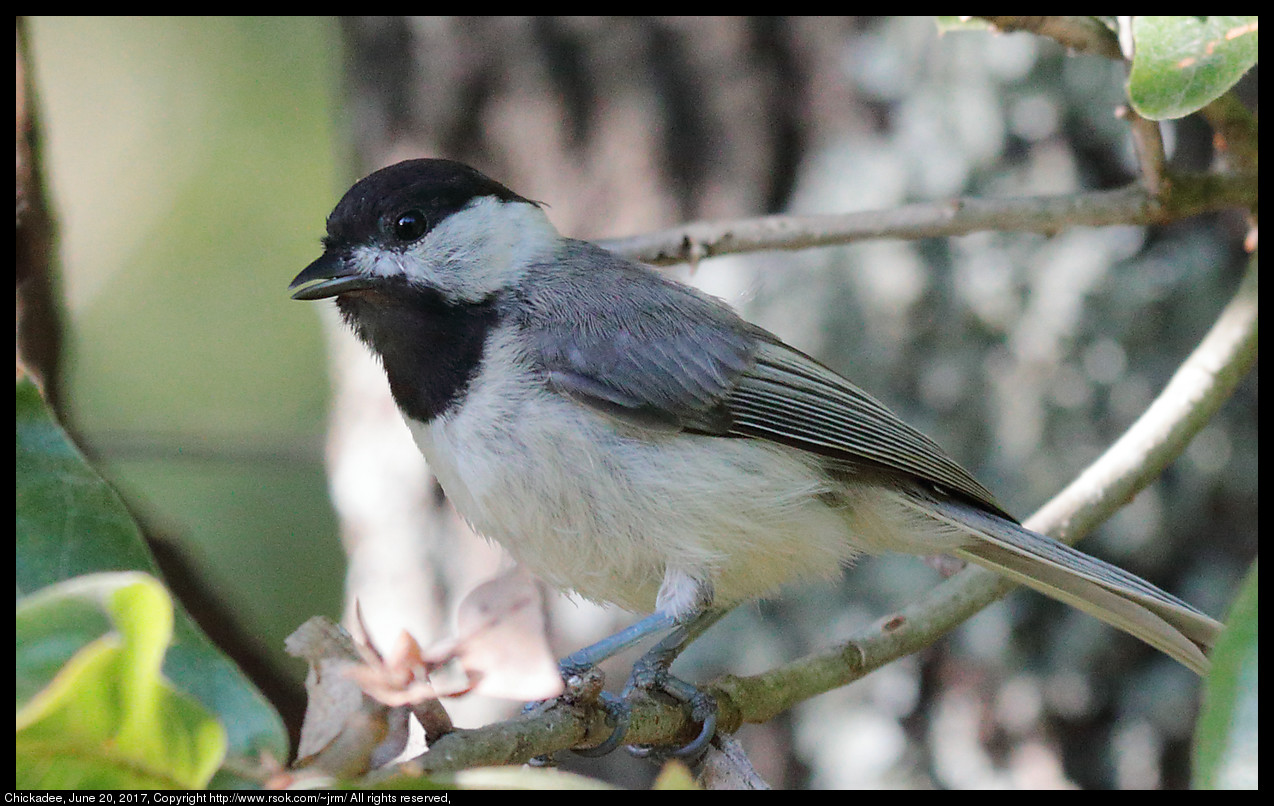 2017jun20_chickadee_IMG_5181c.jpg