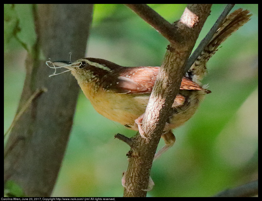 2017jun20_wren_IMG_5172c.jpg