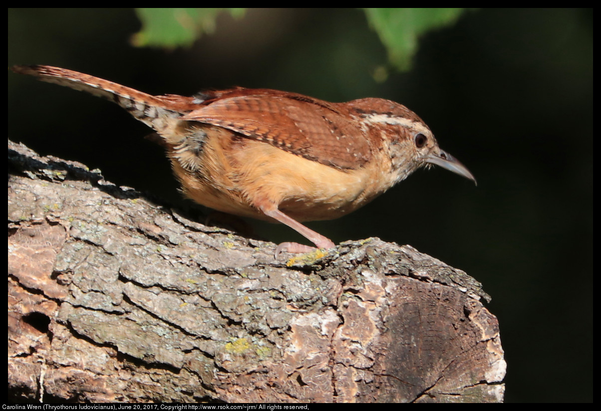 2017jun20_wren_IMG_5192.jpg